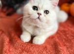 Wisp - Persian Kitten For Sale - 