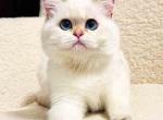 Max scottish straight boy with sky blue eyes - Scottish Straight Kitten For Sale - CA, US