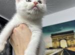 Devon Rex - Devon Rex Kitten For Sale - North Port, FL, US