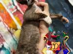 Joker - Devon Rex Kitten For Sale - Spokane, WA, US