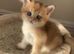 Niki - Scottish Straight Kitten For Sale - New York, NY, US