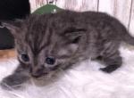 Malibu - Egyptian Mau Kitten For Sale - 