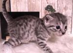 Hope - Egyptian Mau Kitten For Sale - 