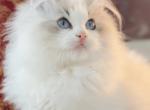 Brownie - Ragdoll Kitten For Sale - 