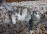 Pumpkin - Maine Coon Kitten For Sale - Susanville, CA, US