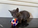 Russian Blue Litter 1 - Russian Blue Kitten For Sale - 