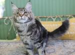 Cherry - Maine Coon Kitten For Sale - 