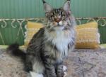 Magnolia - Maine Coon Kitten For Sale - Susanville, CA, US