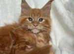 Orbit - Maine Coon Kitten For Sale - New York, NY, US