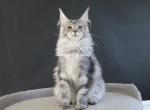 Pallada - Maine Coon Kitten For Sale - New York, NY, US