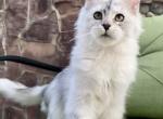 Hanni - Maine Coon Kitten For Sale - New York, NY, US