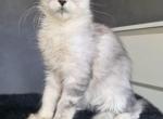 Rikki - Maine Coon Kitten For Sale - New York, NY, US