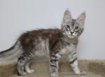 Lynx - Maine Coon Kitten For Sale - NY, US