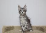 Merlin - Maine Coon Kitten For Sale - NY, US