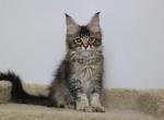 Hazel - Maine Coon Kitten For Sale - NY, US