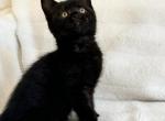 Midnight - British Shorthair Kitten For Sale - 