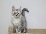 Mystic - Maine Coon Kitten For Sale - NY, US