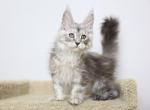 Nimbus - Maine Coon Kitten For Sale - NY, US