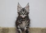 Salem - Maine Coon Kitten For Sale - NY, US