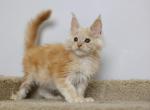 Phoenix - Maine Coon Kitten For Sale - NY, US