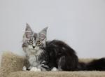 Pandora - Maine Coon Kitten For Sale - NY, US