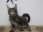 Draco - Maine Coon Kitten For Sale - NY, US