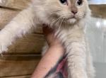 Cinnamon Mink Ragdoll Male - Ragdoll Kitten For Sale - 