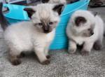 Mix  Ragdoll and Siamese - Siamese Kitten For Sale - Catasauqua, PA, US