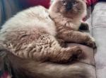 Kiara Seal Mink Tica Ragdoll - Ragdoll Kitten For Sale - 