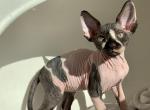 Oreo - Sphynx Kitten For Sale - 