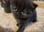 No names - Persian Kitten For Sale - Cambridge, MN, US