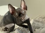 Precious - Sphynx Kitten For Sale - 