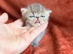 Edgar - Exotic Kitten For Sale - 