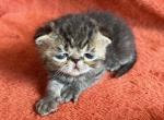 Binx - Exotic Kitten For Sale - 