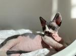 Hannah - Sphynx Kitten For Sale - 