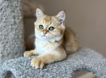 British shorthair boy - Brazilian Shorthair Kitten For Sale - Minneapolis, MN, US