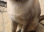 Kenzo - Domestic Cat For Sale - Atlanta, GA, US