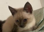 Marie - Domestic Kitten For Sale - 