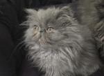 Bluey - Persian Kitten For Sale - Endicott, NY, US