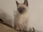 Axel - Domestic Kitten For Sale - 