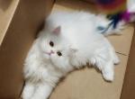 Chip Temporarily Unavailable - Persian Kitten For Sale - Yonkers, NY, US