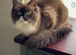 Brownie - Ragdoll Cat For Sale - Butler, PA, US