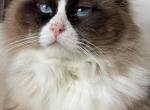 Oliver - Ragdoll Cat For Sale - Butler, PA, US