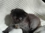 Bullet - Scottish Fold Kitten For Sale - 