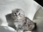 Darling - Scottish Fold Kitten For Sale - 