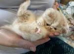 Flynn Genetic Perfection Show Quality - Exotic Kitten For Sale - Pineville, LA, US