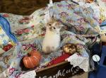 KING Genetic Perfection Show Quality - Exotic Kitten For Sale - Pineville, LA, US