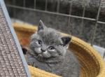 Daisy - Scottish Straight Kitten For Sale - 