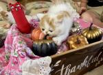 Rupunzel Genetic Perfection Show Quality - Exotic Kitten For Sale - Pineville, LA, US