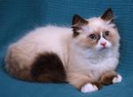 Flower - Ragdoll Kitten For Sale - 